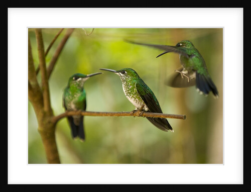 Hummingbirds, Costa Rica by Anonymous