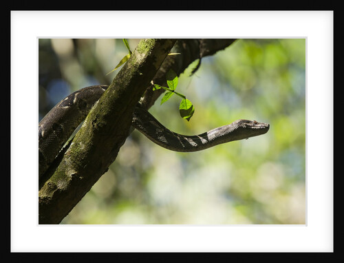 Boa Constrictor Snake, Costa Rica by Anonymous