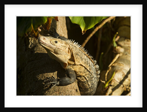 Black Iguana, Costa Rica by Anonymous