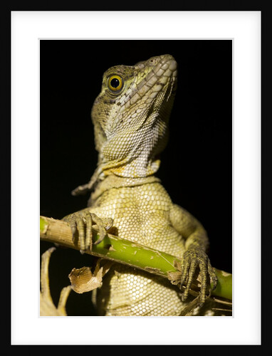 Jesus Lizard, Costa Rica by Anonymous