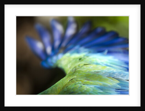 Green Macaw, Costa Rica by Anonymous