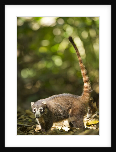 Coati, Costa Rica by Anonymous