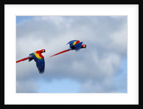 Scarlet Macaw, Costa Rica by Anonymous