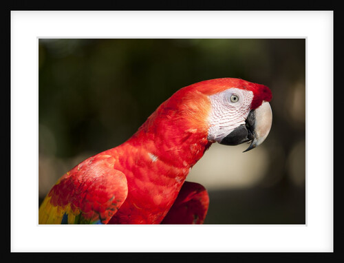 Scarlet Macaw, Costa Rica by Anonymous