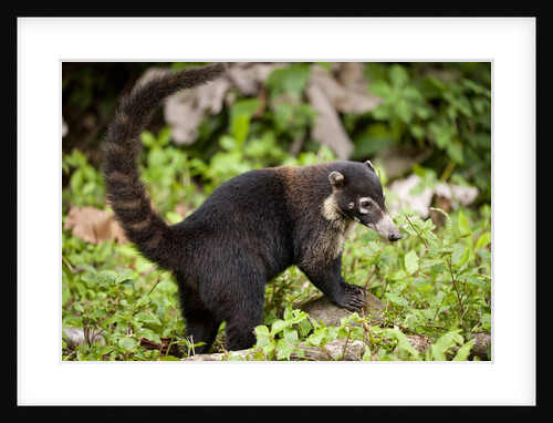 Coati, Costa Rica by Anonymous