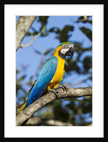 Green Macaw, Costa Rica by Anonymous