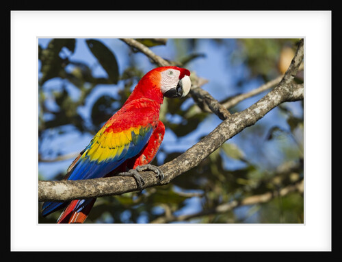 Scarlet Macaw, Costa Rica by Anonymous