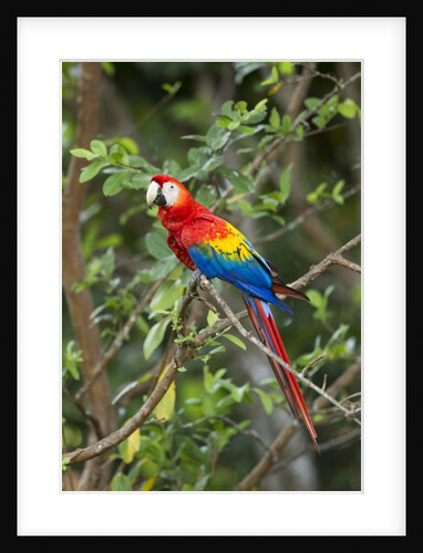 Scarlet Macaw, Costa Rica by Anonymous