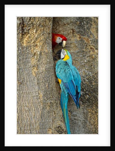 Blue and Gold Macaw with Scarlet Macaw, Costa Rica by Anonymous