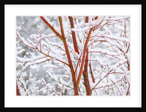 winter snow on tree. Willamette Valley, Oregon by Anonymous
