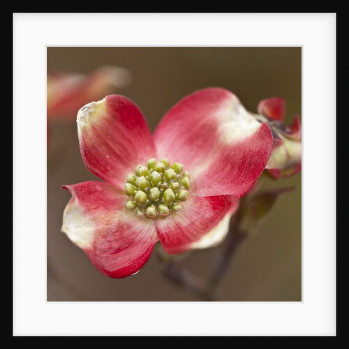 Spring, Dogwood Trees in Bloom by Anonymous