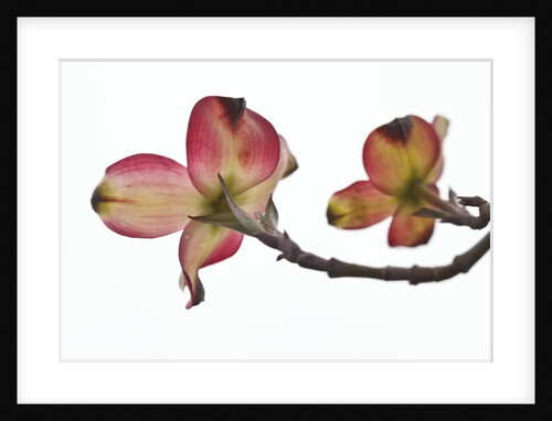 Spring, Dogwood Trees in Bloom by Anonymous