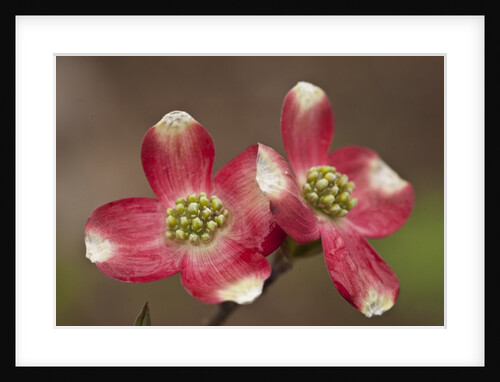 Spring, Dogwood Trees in Bloom by Anonymous