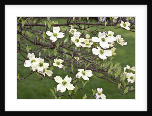 Spring, Dogwood Trees in Bloom by Anonymous