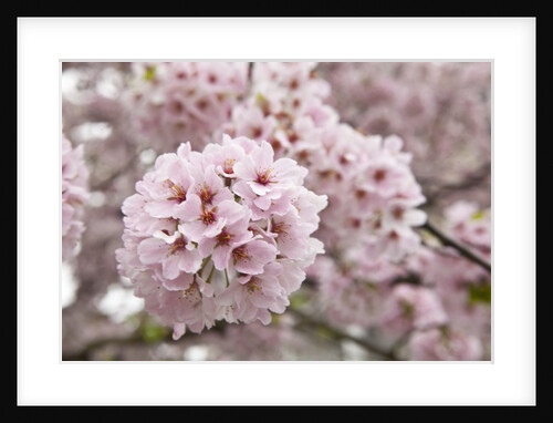Close-up of Cherry Blossoms by Anonymous