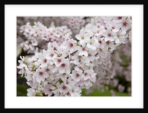 Close-up of Cherry Blossoms by Anonymous