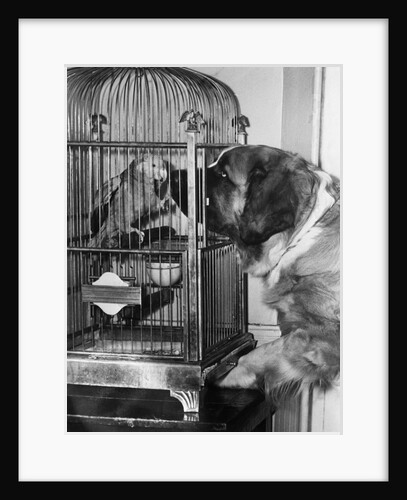 Dog looking at parrot in cage by Anonymous