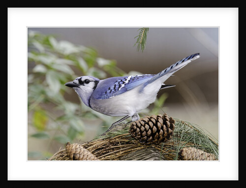 Blue Jay by Anonymous
