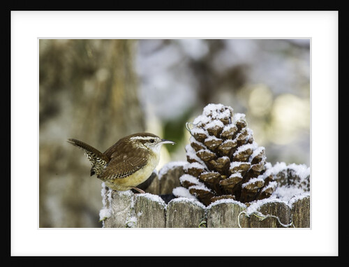 Carolina Wren by Anonymous