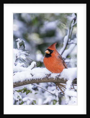 Northern Cardinal by Anonymous