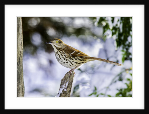 Brown Thrasher by Anonymous