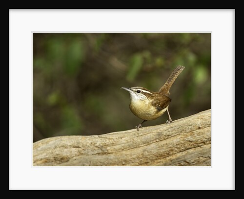 Carolina Wren by Anonymous