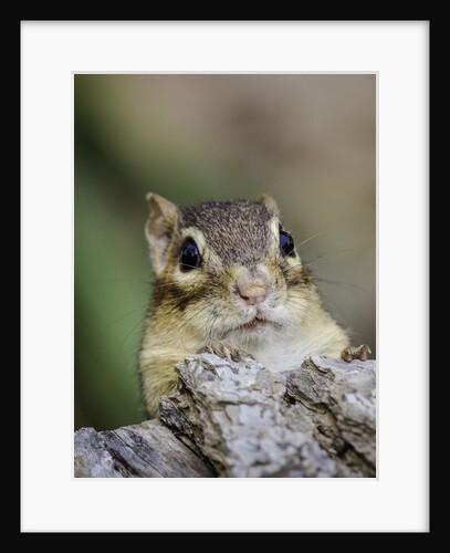 Eastern Chipmunk by Anonymous