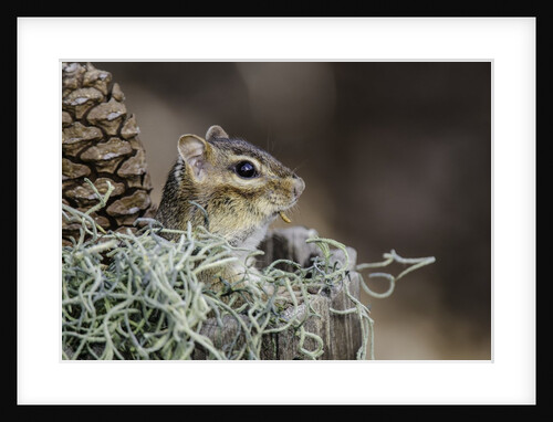 Eastern Chipmunk by Anonymous