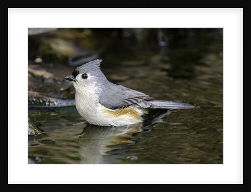 Tufted Titmouse by Anonymous