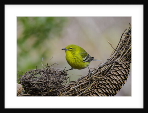 Pine Warbler by Anonymous