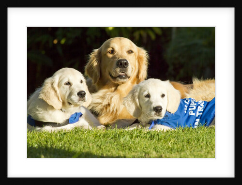 Golden Retriever puppies by Anonymous