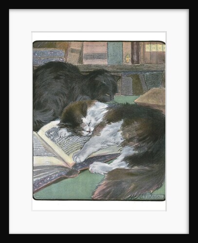 Two Cats Asleep in a Library by Anonymous