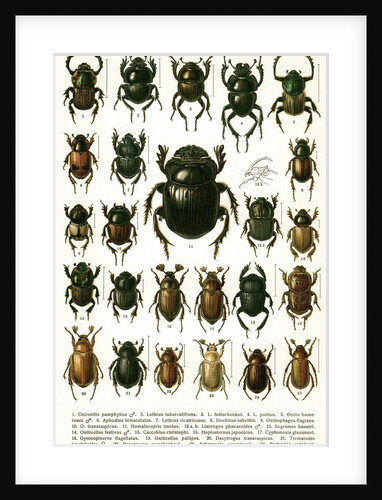 Vintage Illustration of Varieties of European Beetles by Anonymous