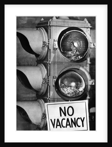 No vacancy sign by traffic lights with birds' nests inside by Anonymous
