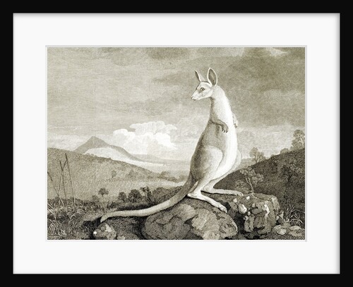 Illustration of kangaroo by Anonymous