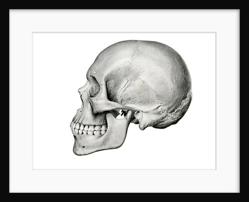 Lateral View of Human Skull. by Anonymous