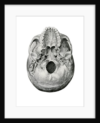 Ventral View of Human Skull by Anonymous