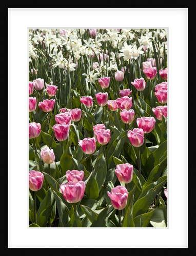 Tulips bed bloom by Anonymous