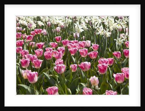 Tulips bed bloom by Anonymous