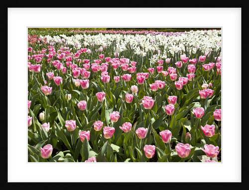 Tulips bed bloom by Anonymous