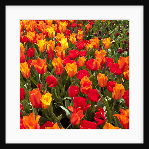 Tulips in bloom by Anonymous