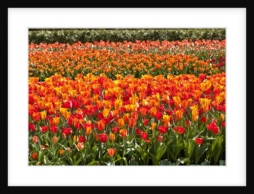 Tulips in bloom by Anonymous