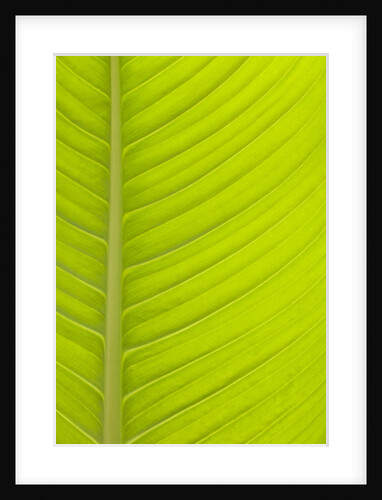 Tropical Green Leaf pattern by Anonymous