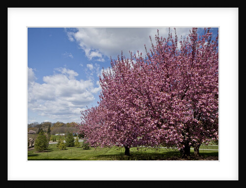 Cherry trees in bloom by Anonymous