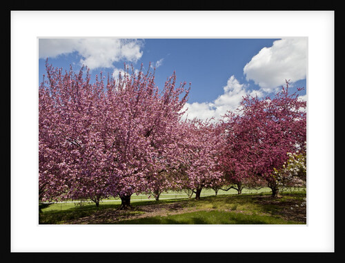 Cherry trees in bloom by Anonymous