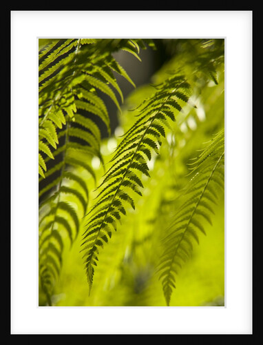 Fern Leaf by Anonymous