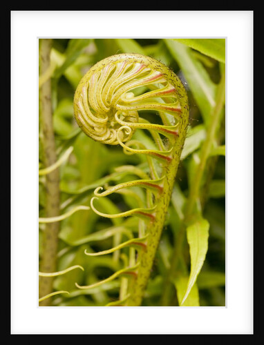 Fiddlehead Fern by Anonymous