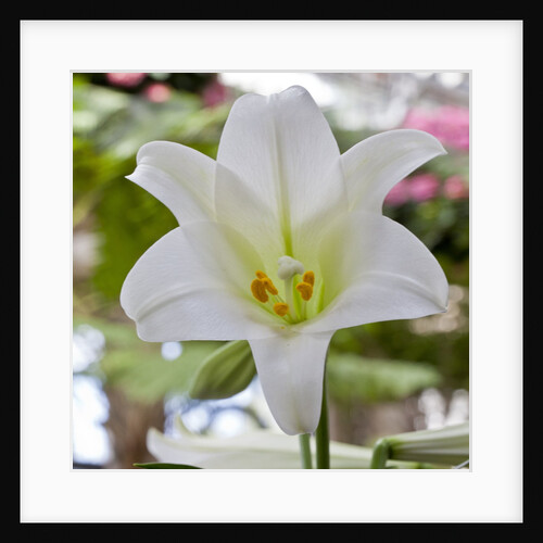 White Lily by Anonymous