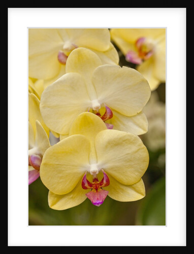 Yellow Orchids by Anonymous