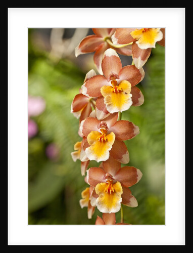 Orange Orchids by Anonymous